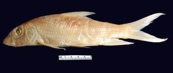 Media type: image; Ichthyology 4269